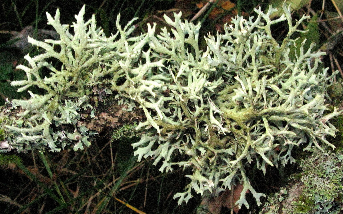 Pseudovernia furfuracea  (Kleienflechte, Baummoos)