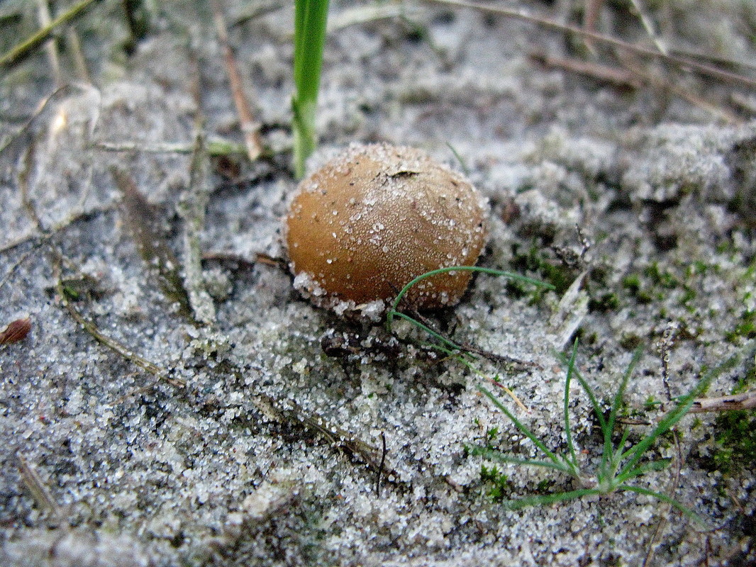 Zwerg-Bovist (Bovista pusilla)