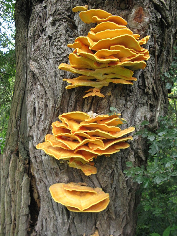 Schwefelporling (Laetiporus sulfureus) ------- 1. Foto -------