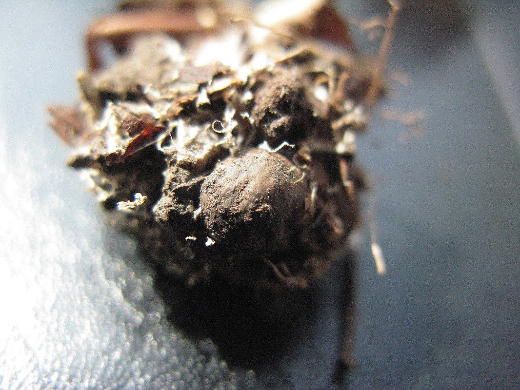 Slerotien-Ackerschüppling (Agrocybe arvalis) --- 3. Foto ---