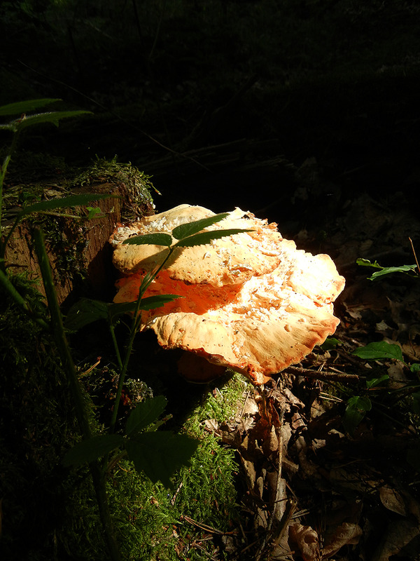 Baumpilz in der Sonne