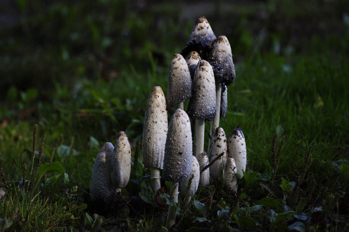 Pilze