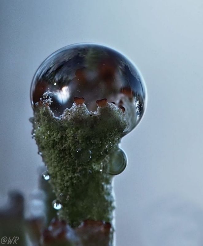 Tau auf Trompetenflechte