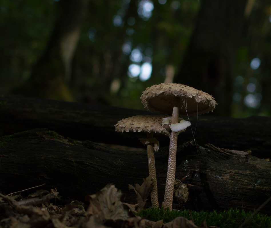 mit 70-300mm tamron