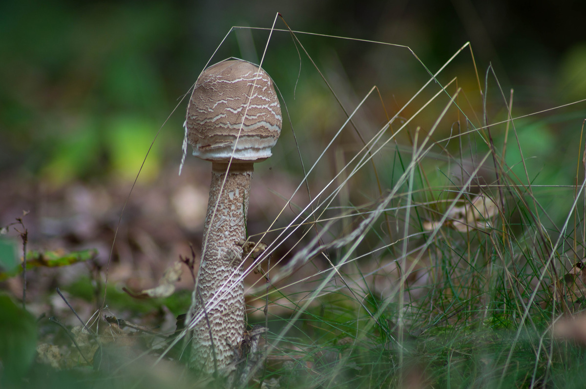 noch ein pilz