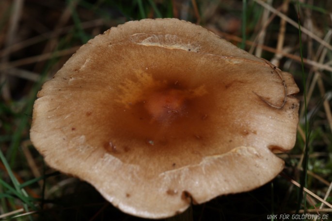 Pilz 234