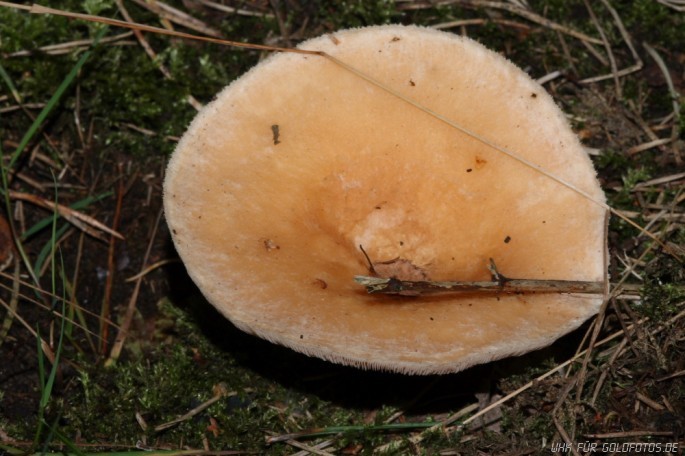 Pilz 236