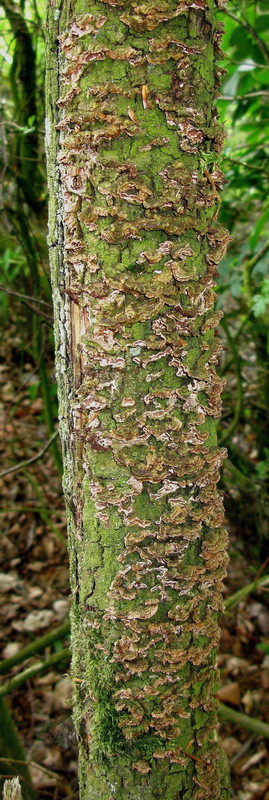 Tabakbrauner Bortsenscheibling = Hymenochaete tabacina --- 1. Foto ---