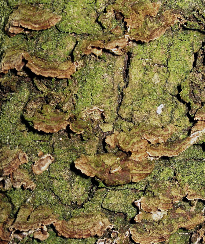 Tabakbrauner Bortsenscheibling = Hymenochaete tabacina --- 2. Foto ---