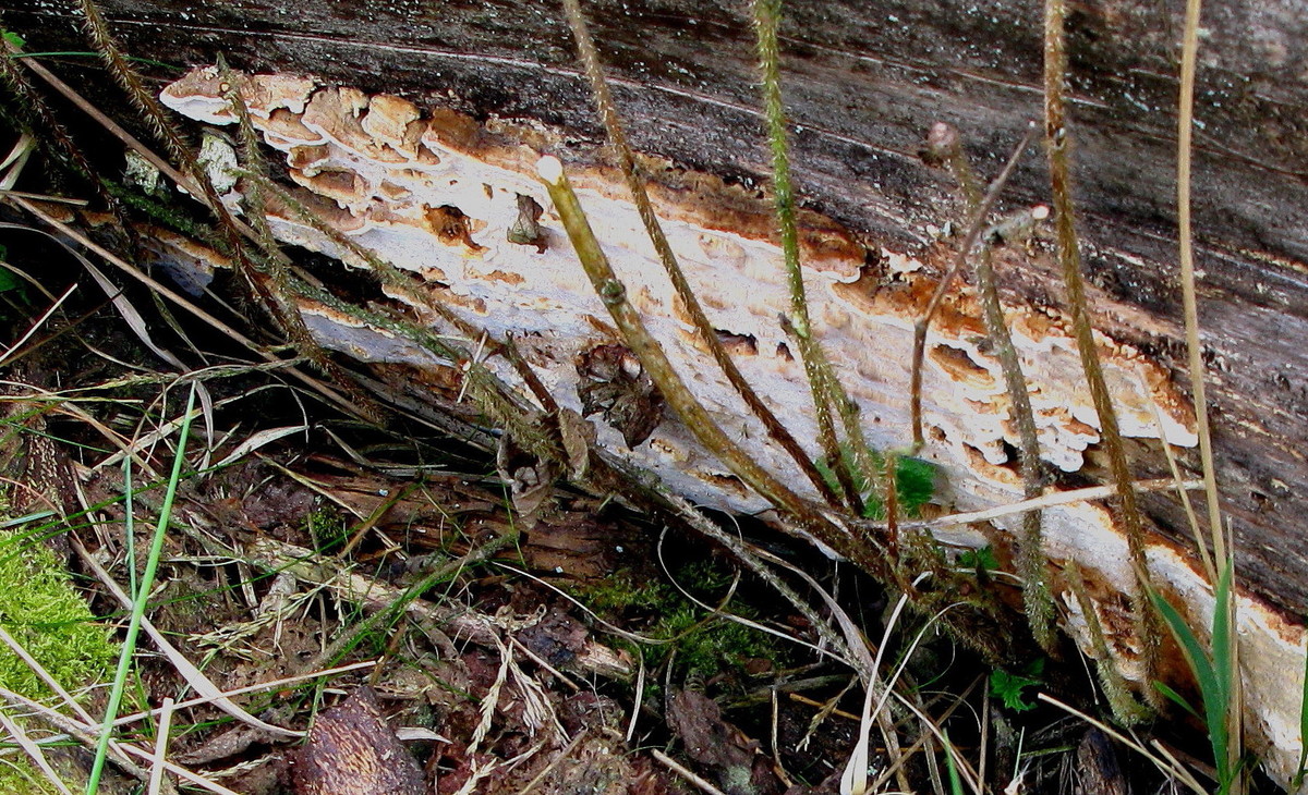 Antrodia serialis (Fries 1821) Donk 1955 = Reihige Tramete --- 1. Foto ---