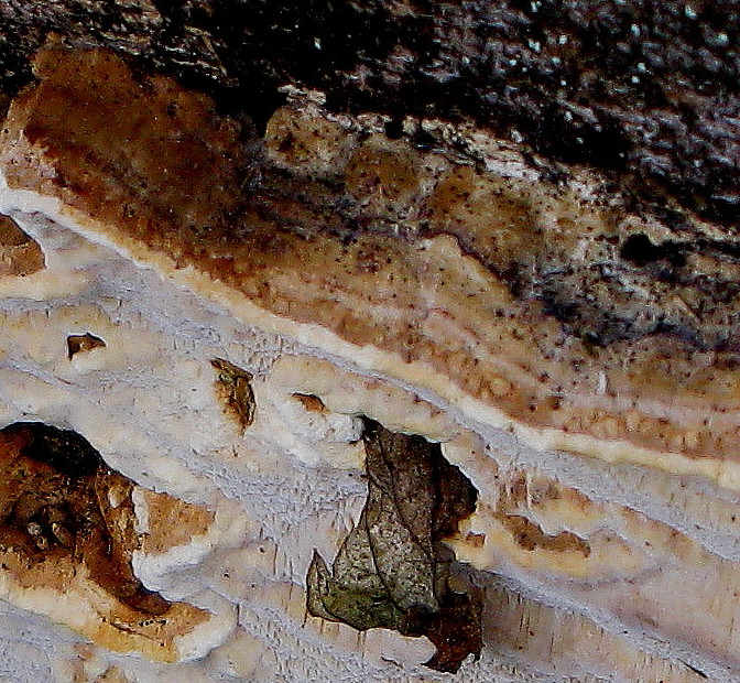 Antrodia serialis (Fries 1821) Donk 1955 = Reihige Tramete --- 3. Foto ---