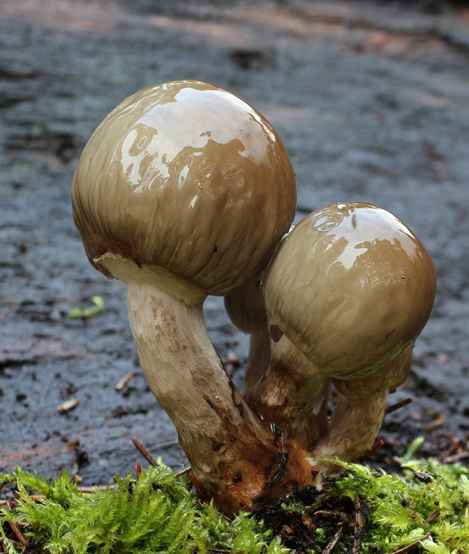 buchenschleimrüblinge