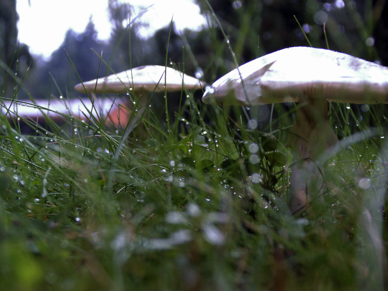 Pilze im Regen