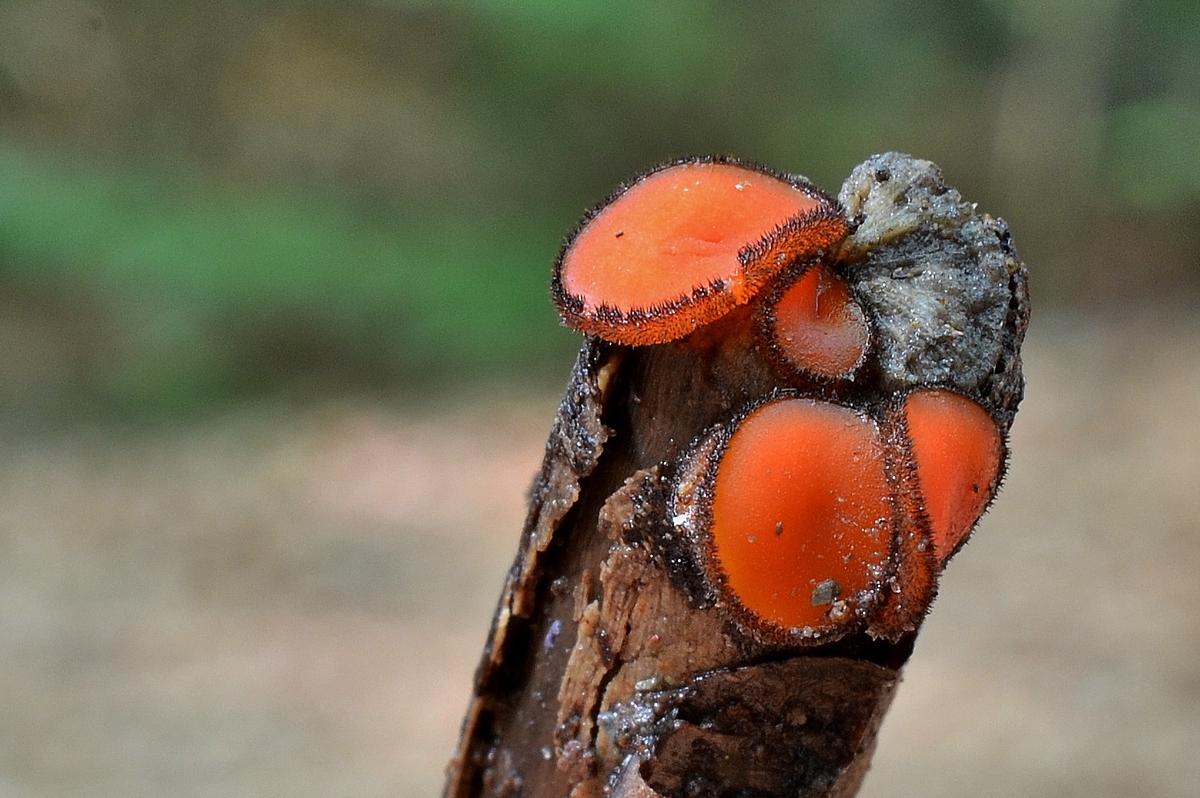 Schildborstling............