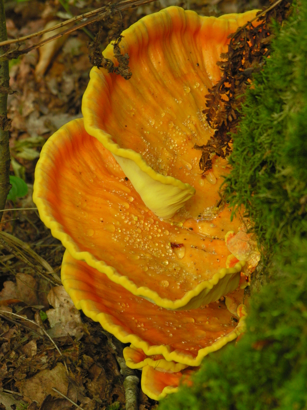 Pilze im Walde