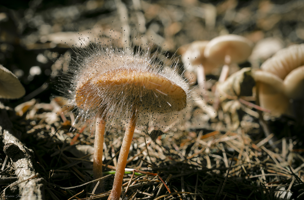 ein Pilz auf dem Pilz