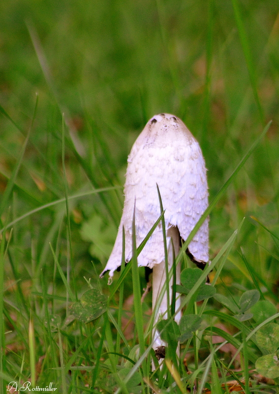 In Nachbars Garten gesehen!