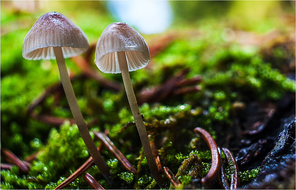 Rotschneidiger Helmling?