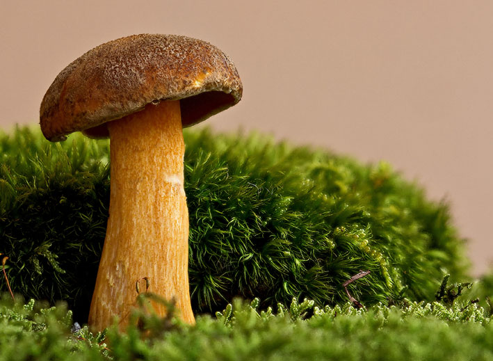 Röhrling im Moosbe(e)t(t)