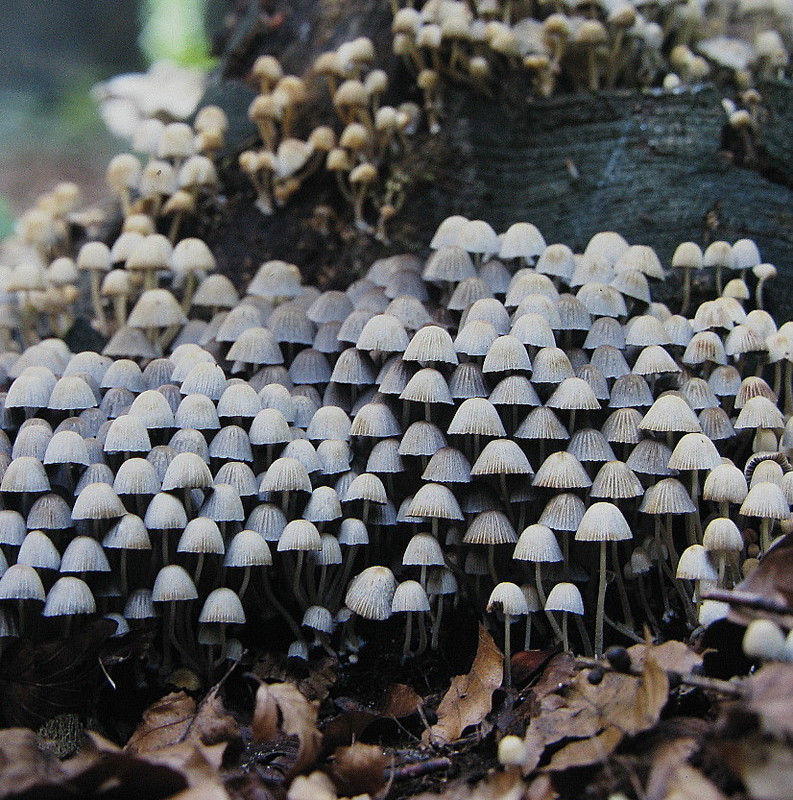Gesäter Tintling = Coprinus disseminatus (Persoon: Fries) Gray