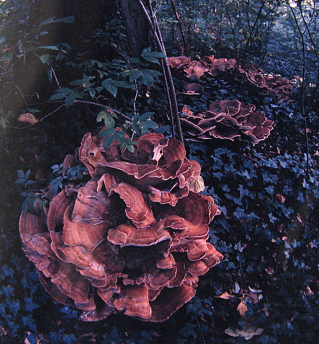Aufmarsch der Riesenporlinge im Schlosspark Vechelde