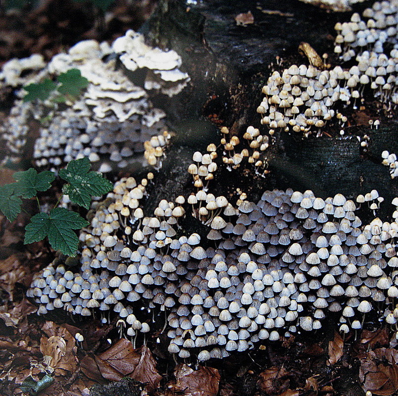 Gesäter Tintling = Coprinus disseminatus (Persoon: Fries) Gray --- 2. Foto ---