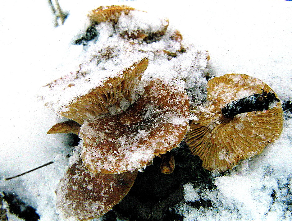 Winterpilz, Samtfußrübling (Flammulina velutipes) --- 2. Foto ---