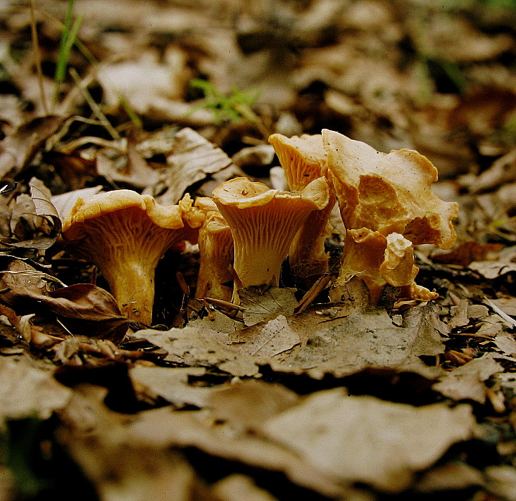 Echter Pfifferling = Cantharellus cibarius Fries --- 2. Foto ---