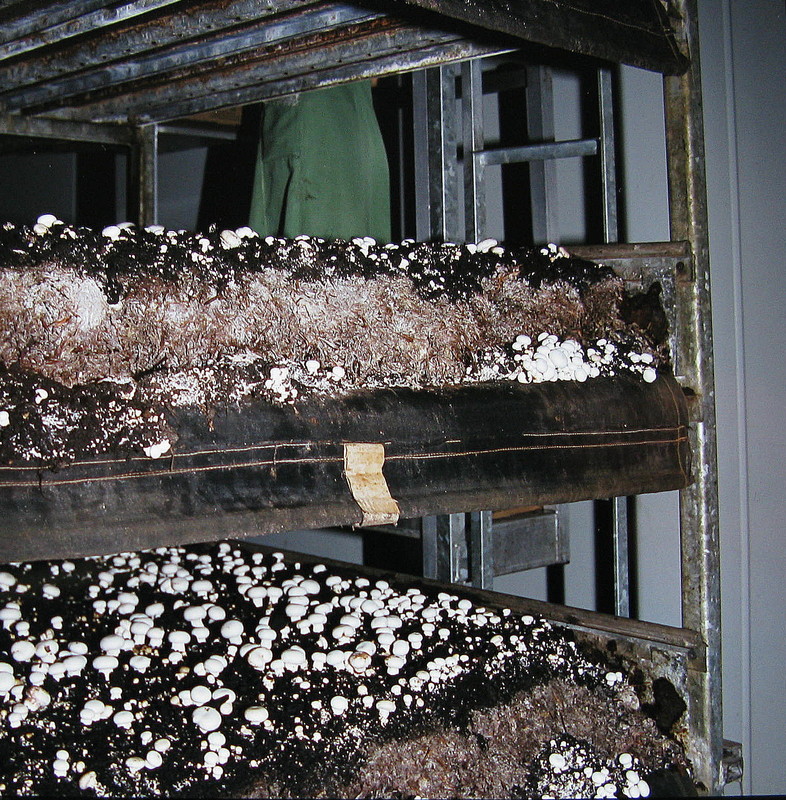 Champignonanbau im System der Stellagenkultur --- 1. Foto ---