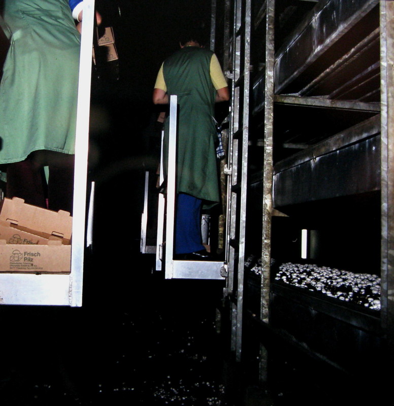 Champignonanbau im System der Stellagenkultur --- 3. Foto ---