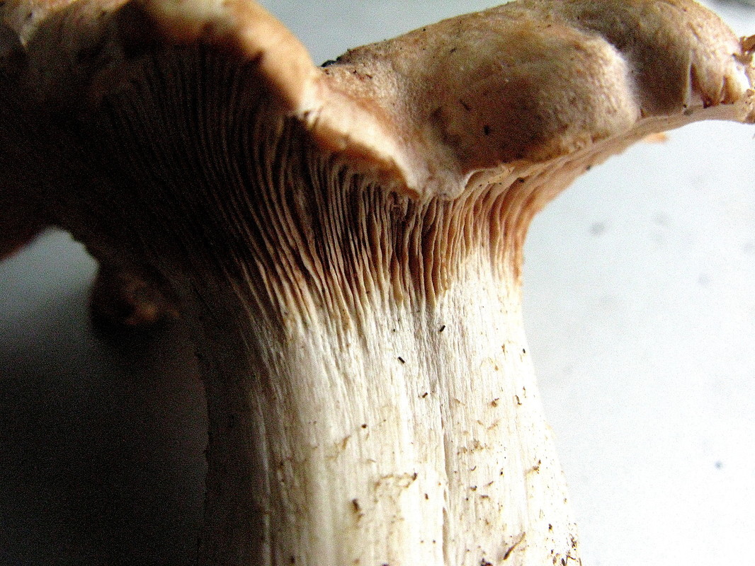 Fleischrötlicher Tellerling = Rhodocybe gemina --- 7. Foto ---