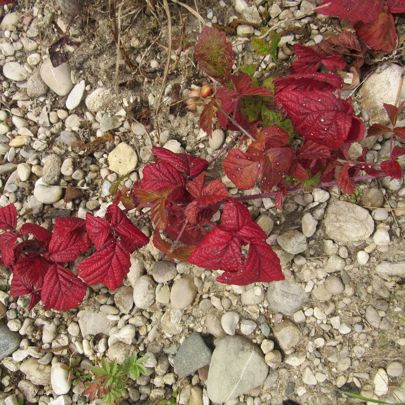 Rote Ranke auf Stein
