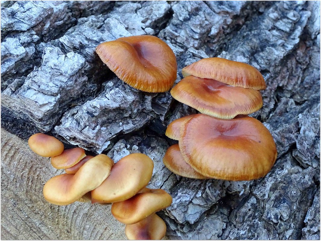 Pilz-Family...
