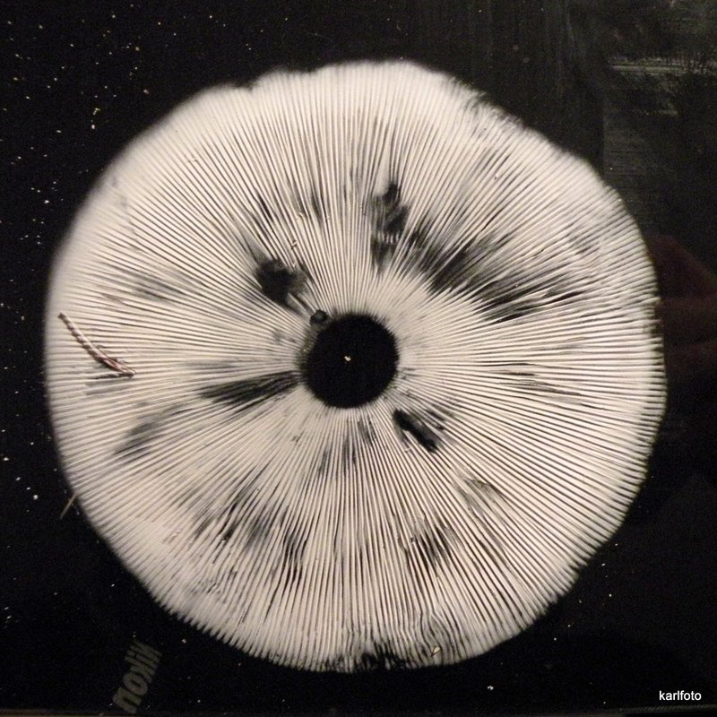 der Parasol als Künstler...