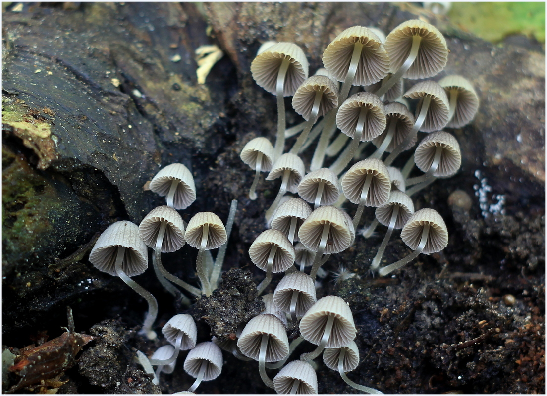 Helmlinge in Vollendung