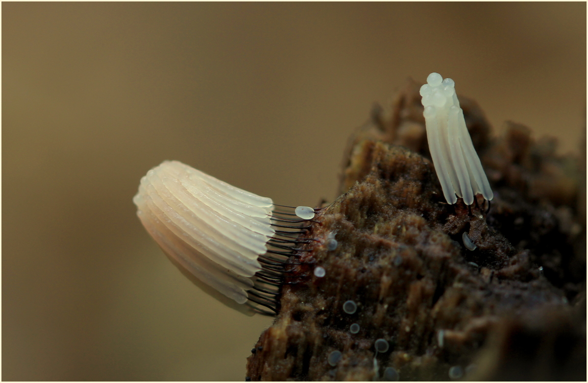 Schleimpilz (Stemonitis axifera) Bildbreite 2,5 cm
