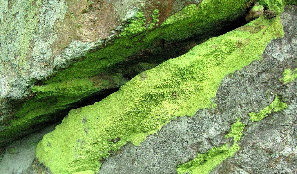 Flechte Psilolechia lucida