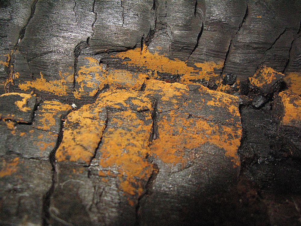 Rostgelbes Filzgewebe