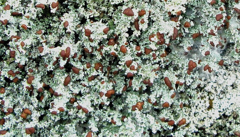 Flechte Stereocaulon dactylophyllum