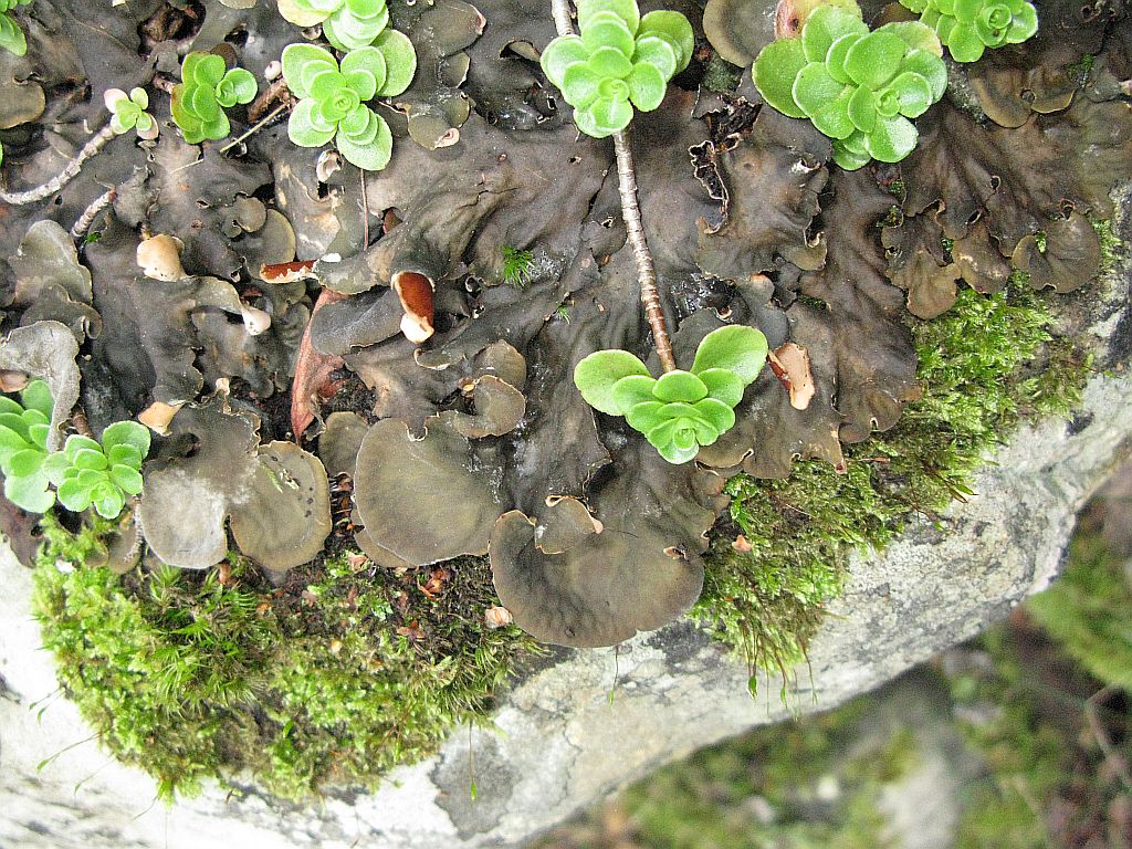 Flechte Peltigera spec. (2)