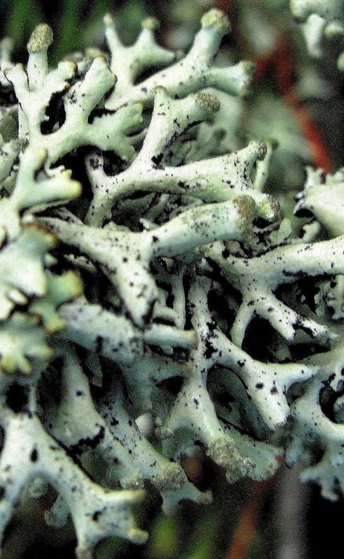 Flechte Hypogymnia tubulosa