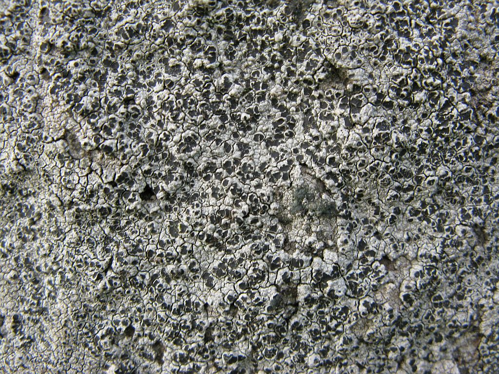 Flechte Aspicilia spec.