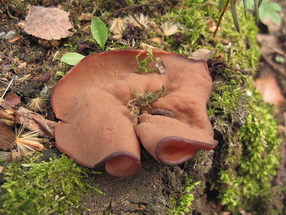 Scheibenlorchel (Discina ancilis)
