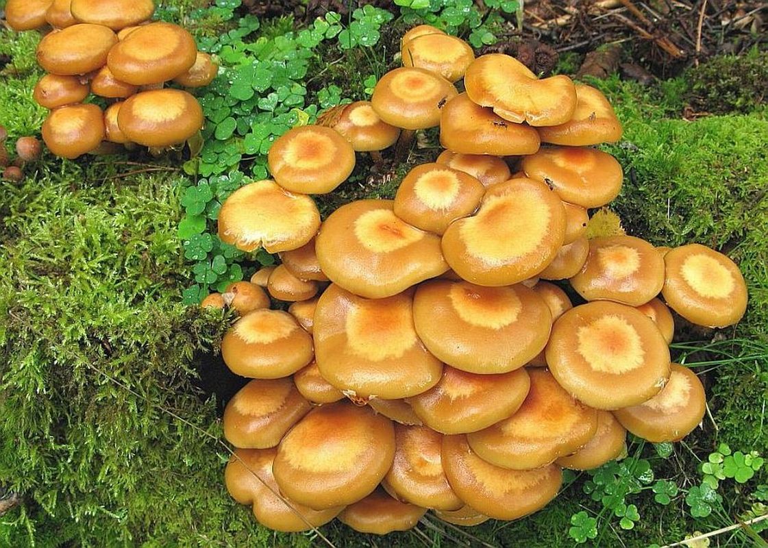 Stockschwämmchen