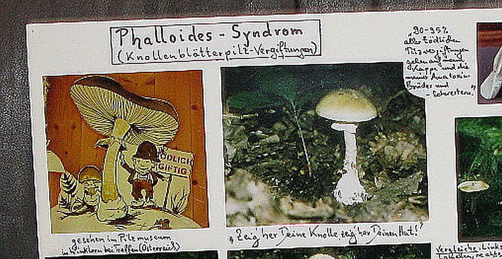 Phalloides-Syndrom