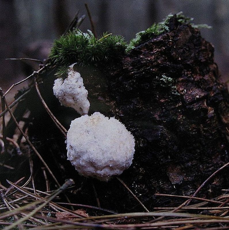 weißer Polsterpilz