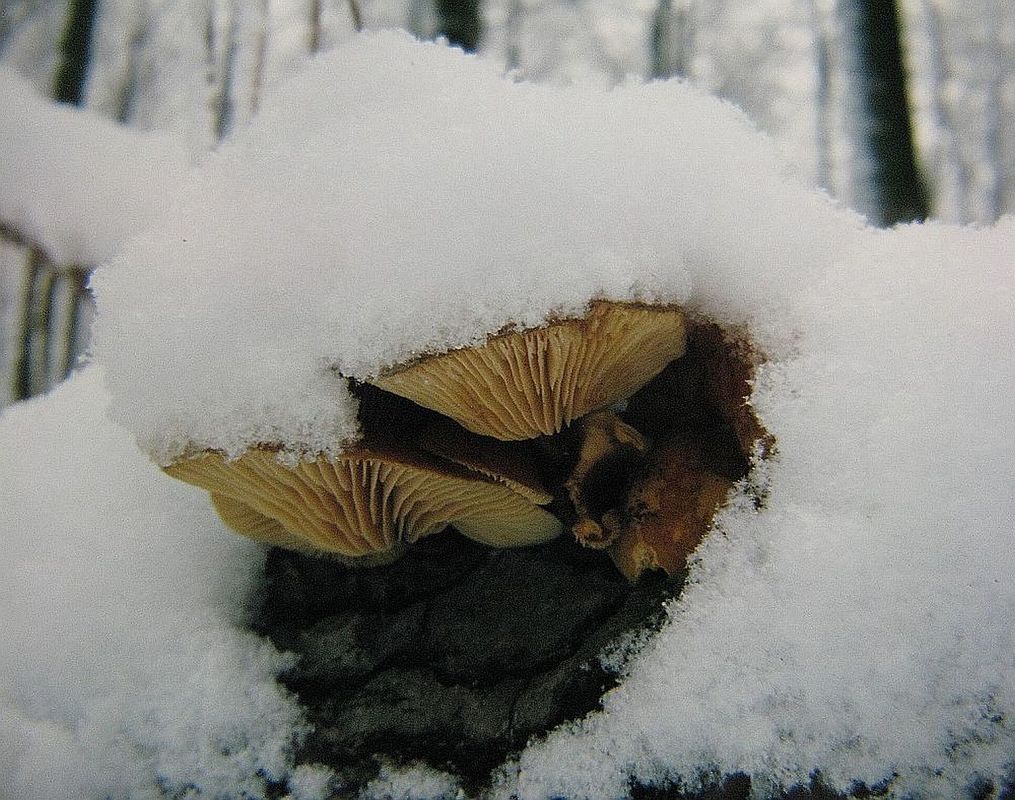 Samtfußrübling, Speisepilz in Wintermonaten