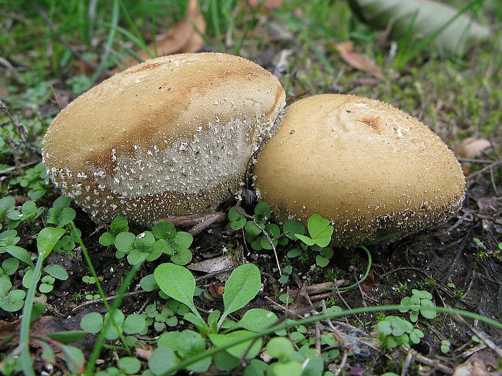 Niedergedrückter Stäubling