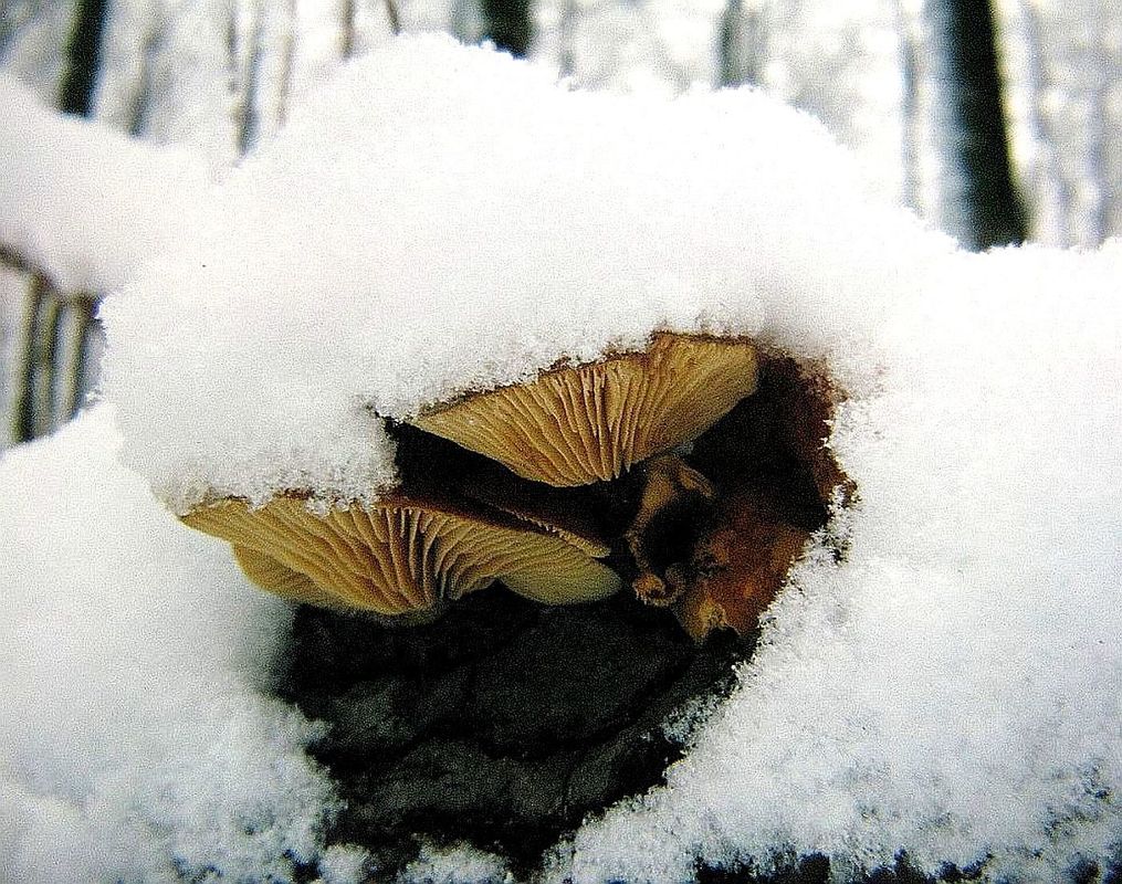 Winterpilz