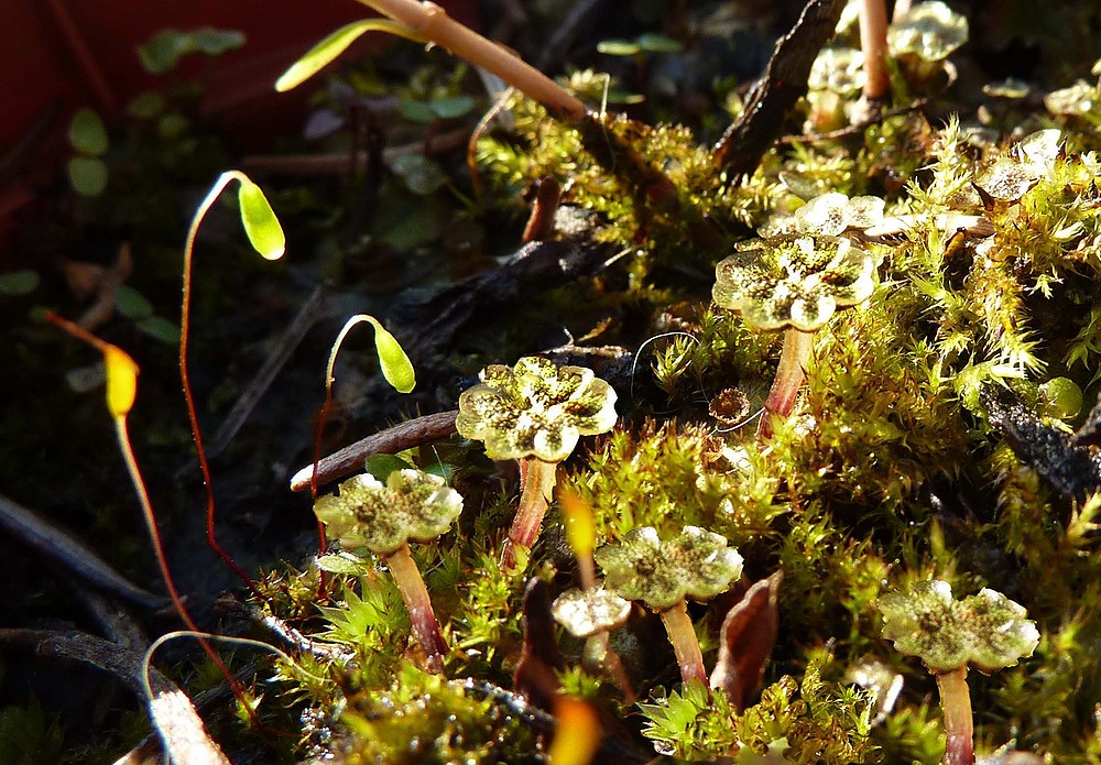 Winzlinge im Blumentopf